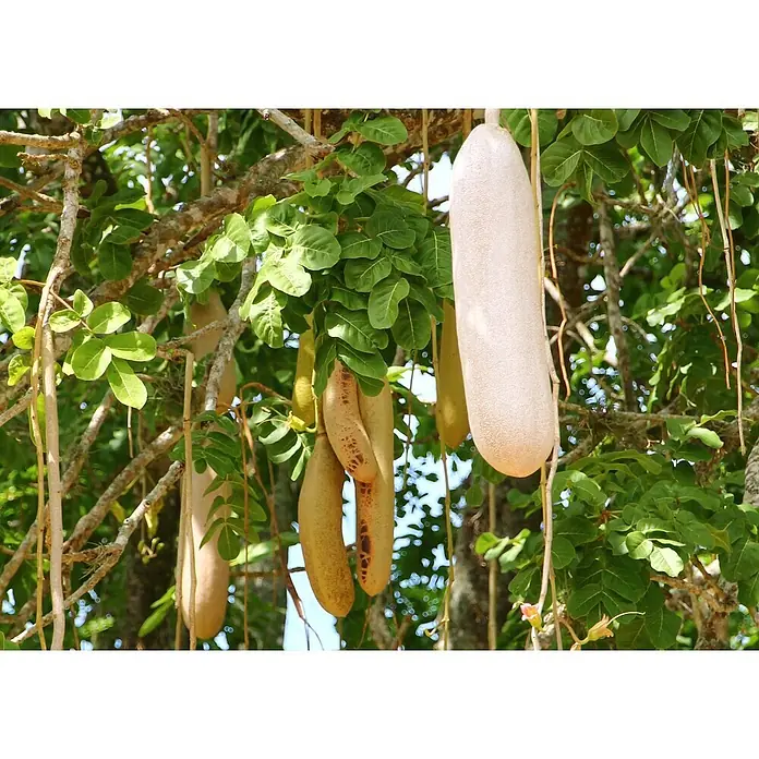Saflax Blumensamen - Kigelia pinnata var. africana - Mehrere große, wurstförmige Früchte hängen an einem Baum zwischen grünen Blättern und Ästen.