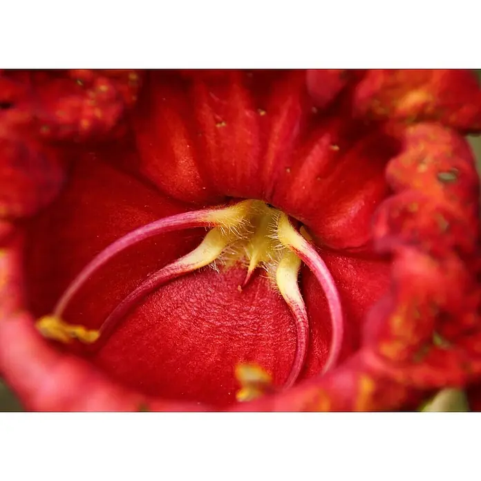 Saflax Blumensamen - Kigelia pinnata var. africana - Nahaufnahme des Inneren einer leuchtend roten Blume, die gelbe und rosa Fortpflanzungsorgane zeigt.