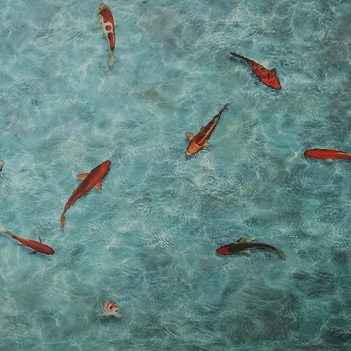 Vinylboden CV-Belag - 1.700 x 200 cm, Koi - Kunstwerk mit farbenfrohen Koi-Fischen, die in klarem, welligem blauem Wasser schwimmen.