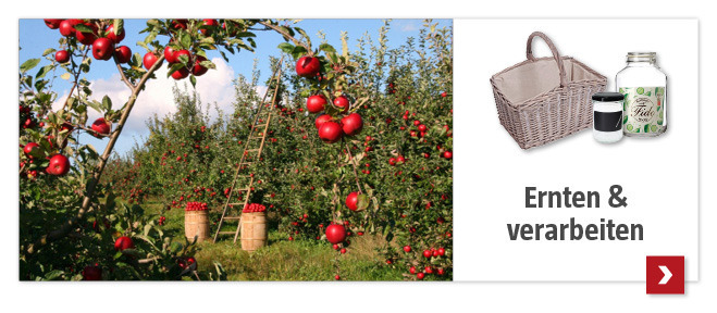 Obstbäume im Garten mit Körben voller Äpfel