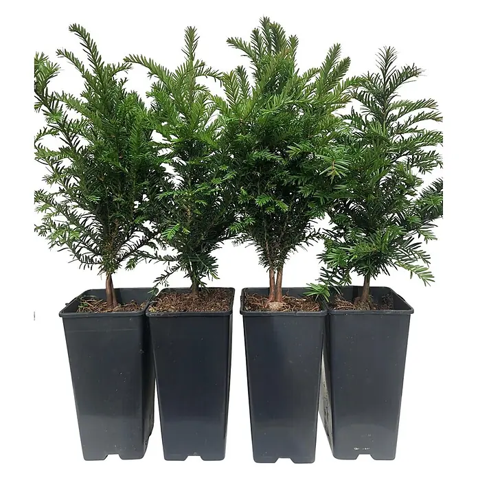 Heimische Eibe - 4 Stk., Taxus baccata - Vier grüne immergrüne Pflanzen in schwarzen Plastiktöpfen.