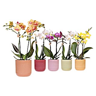 Piardino Schmetterlingsorchidee in Pearl Keramik (Phalaenopsis Hybride, Topfgröße: 9 cm, Weiß, Rosa, Lila, Anzahl Triebe: 2 Stk., Aufrecht)