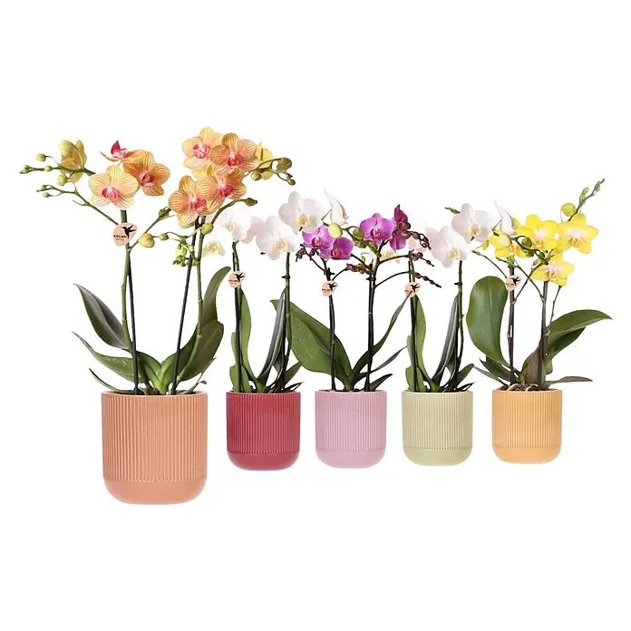 Piardino Schmetterlingsorchidee in Pearl Keramik - Phalaenopsis Hybride, Topfgröße: 9 cm, Weiß, Rosa, Lila, Anzahl Triebe: 2 Stk., Aufrecht - Fünf Orchideen in Gelb, Weiß, Violett, in gerippten pastellfarbenen Keramiktöpfen.