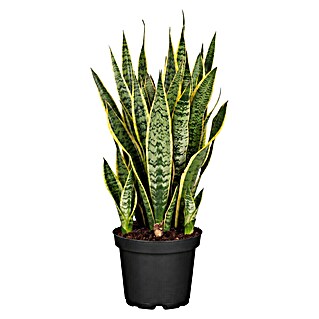Piardino Bogenhanf (Sansevieria zeylancia, Topfgröße: 24 cm, Grün/Gelb)