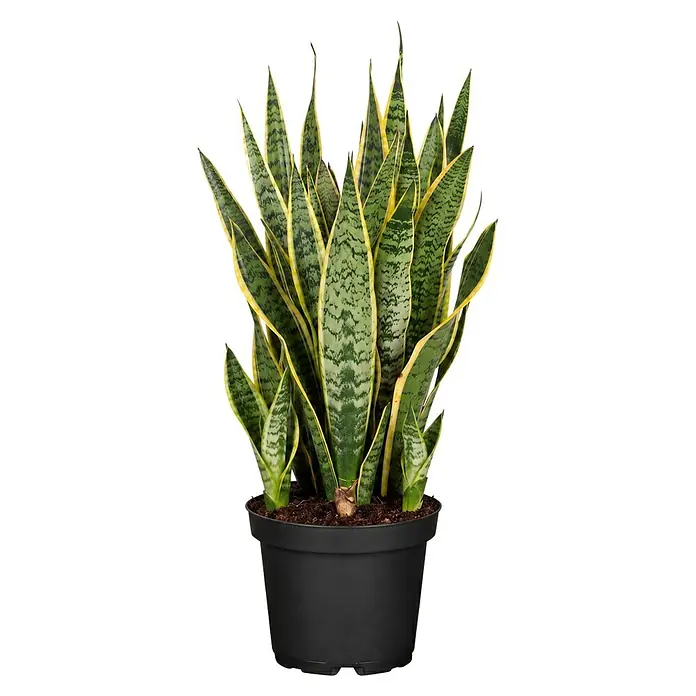 Piardino Bogenhanf - Sansevieria zeylancia, Topfgröße: 24 cm, Grün/Gelb - Eine lebendige Schlangenpflanze mit panaschierten grün-gelben Blättern in einem schwarzen Topf.