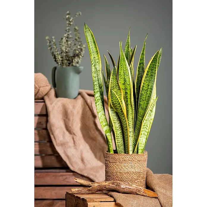Piardino Bogenhanf - Sansevieria zeylancia, Topfgröße: 24 cm, Grün/Gelb - Eine lebendige Schlangenpflanze mit hohen, grün-gelb panaschierten Blättern in einem natürlichen geflochtenen Topf, in rustikaler Innenraumumgebung.