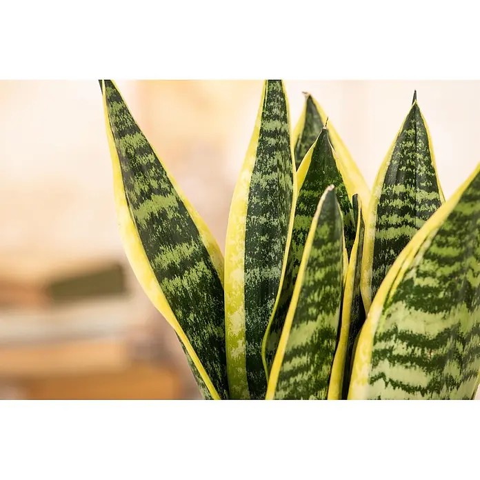 Piardino Bogenhanf - Sansevieria zeylancia, Topfgröße: 24 cm, Grün/Gelb - Nahaufnahme einer Sansevieria mit hohen, spitzen Blättern in dunkelgrünen und hellgrünen Streifen, gelb umrandet.
