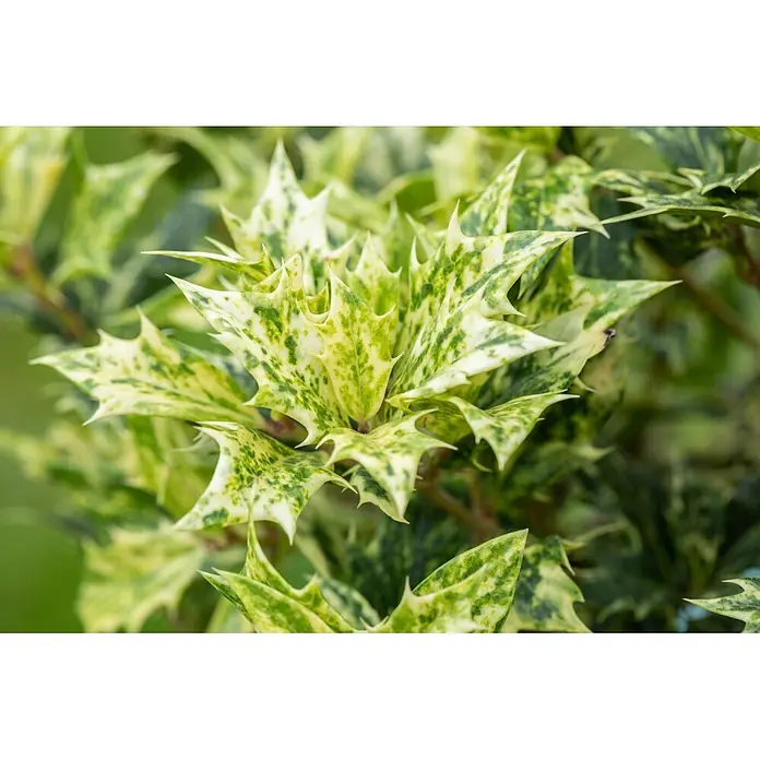 Piardino Stachelblättrige Duftblüte - Osmanthus heterophyllus 'Goshiki', Topfgröße: 23 cm, Blattfarbe: Bunt panaschiert - Nahaufnahme lebendiger, panaschierter Stechpalmenblätter mit scharfen, gezackten Rändern und grünen sowie cremefarbenen Mustern.
