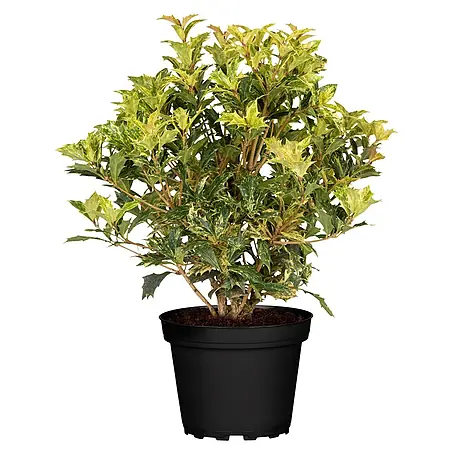 Piardino  Stachelblättrige Duftblüte