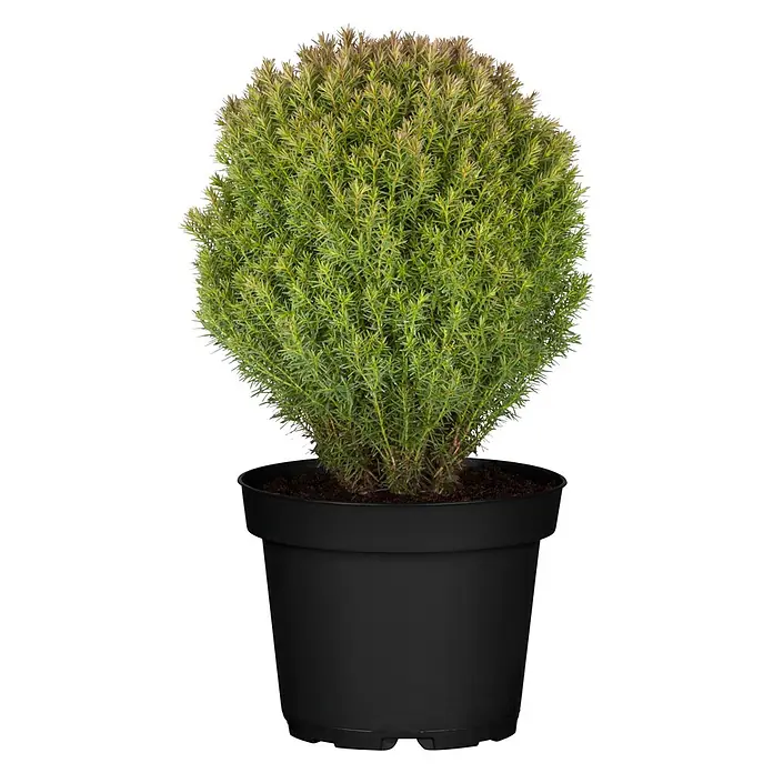Piardino Zwerg-Lebensbaum - Thuja occidentalis Teddy, Topfgröße: 13 cm - Buschige grüne Pflanze mit braunen Spitzen in schwarzem Plastiktopf.