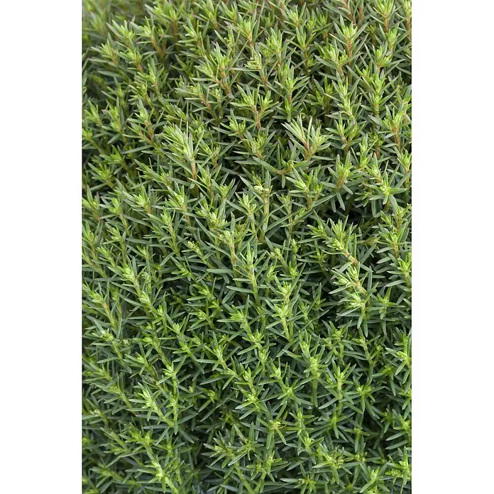 Piardino Zwerg-Lebensbaum - Thuja occidentalis Teddy, Topfgröße: 13 cm - Dichtes grünes Blattwerk mit kleinen, spitzen Blättern und leicht rötlichen Spitzen.