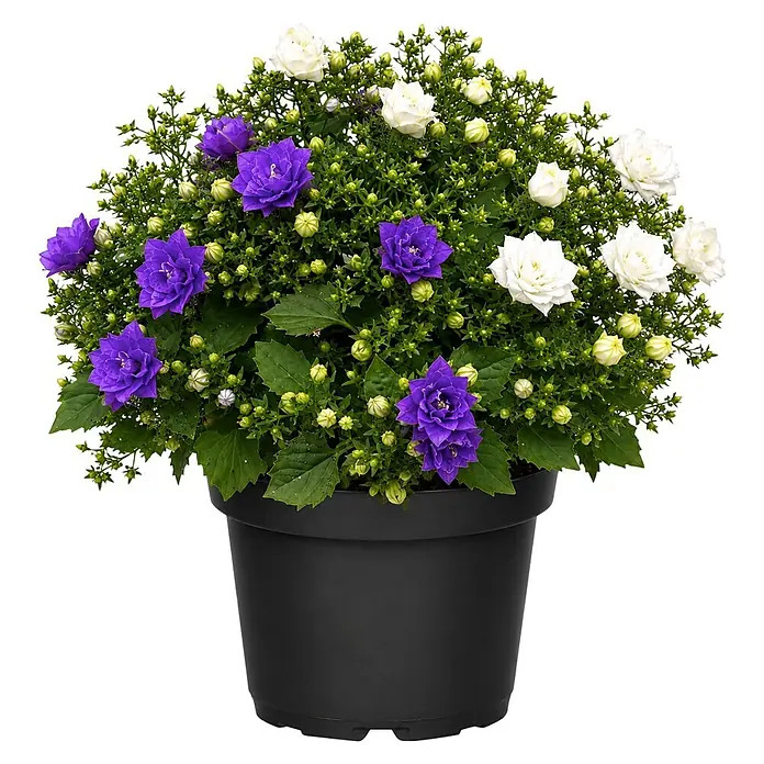Piardino Polsterglockenblume - Campanula portenschlagiana 'Duo', Topfgröße: 14 cm, Violettblau/Weiß - Topfpflanze im schwarzen Topf mit grünen Blättern und weißen sowie violetten Blüten.