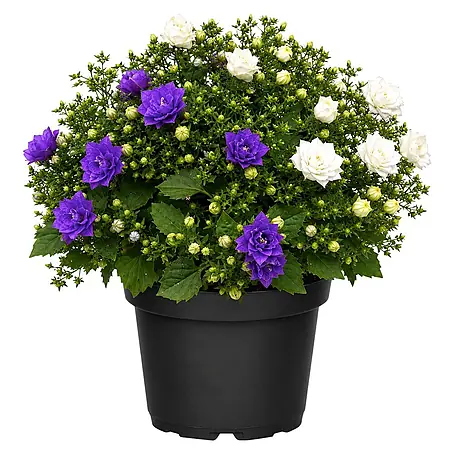 Piardino  Polsterglockenblume