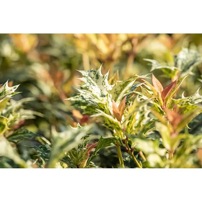 Piardino Stachelblättrige Duftblüte - Osmanthus heterophyllus 'Goshiki', Topfgröße: 23 cm, Blattfarbe: Bunt panaschiert - Buntlaubige Pflanzenblätter in Grün, Creme und Rottönen mit scharfen, gezackten Rändern.