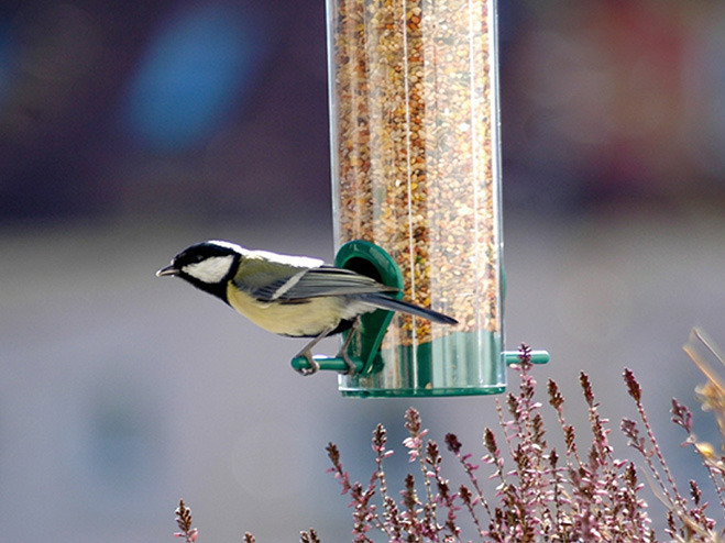 Vogel fliegt von Futtersilo weg