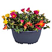 Portulaca 16 Ampel