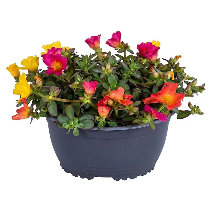 Piardino Portulak - Portulaca umbraticola, Topfgröße: 17 cm - Eine graue Topfpflanze mit zahlreichen leuchtenden gelben, rosa und orangefarbenen Blüten und grünen Blättern.