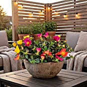 Portulaca 16 Ampel