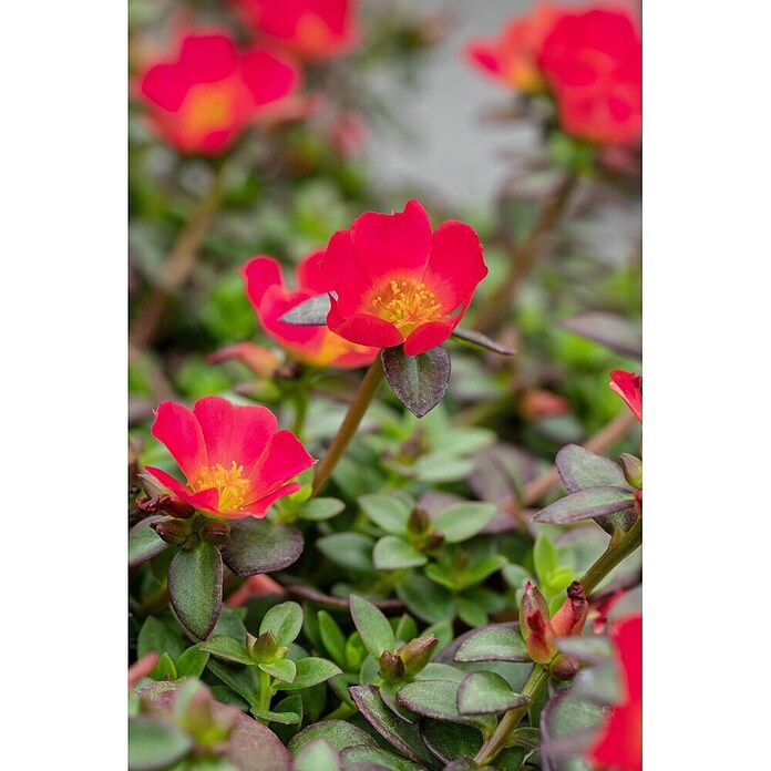 Portulaca 16 Ampel