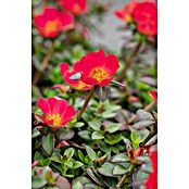 Portulaca 16 Ampel