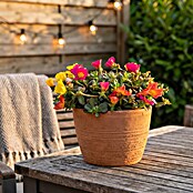Portulaca 16 Ampel