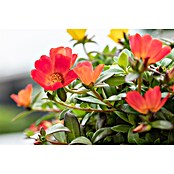 Portulaca 16 Ampel