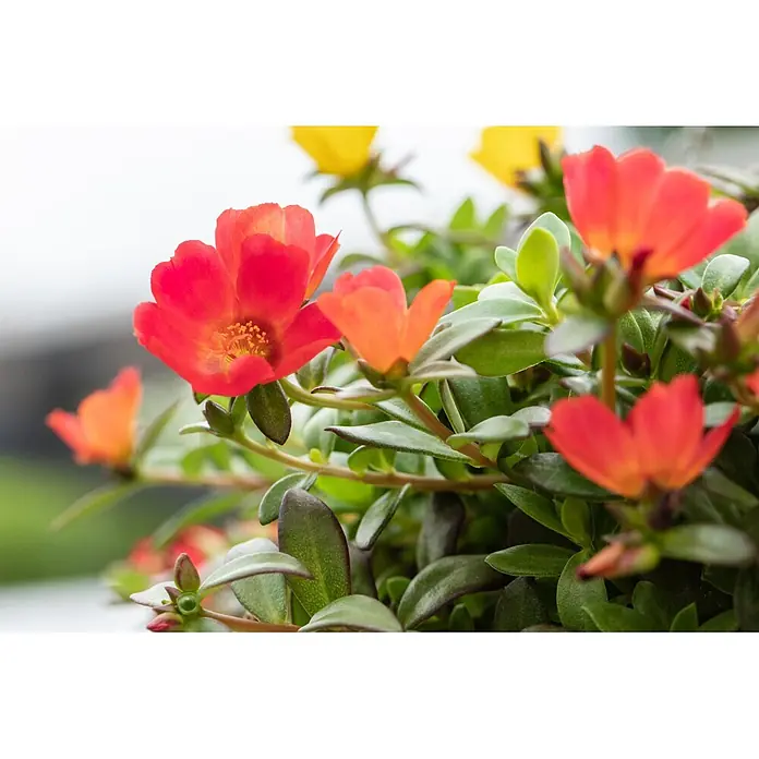 Piardino Portulak - Portulaca umbraticola, Topfgröße: 17 cm - Lebendige rote und orangefarbene Blüten mit grünen Blättern, wunderschön blühend.