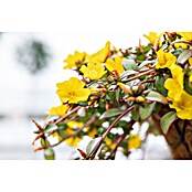 Portulaca 16 Ampel