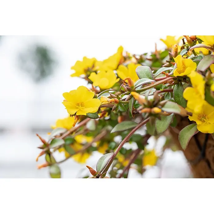 Piardino Portulak - Portulaca umbraticola, Topfgröße: 17 cm - Nahaufnahme einer blühenden Pflanze mit leuchtend gelben Blüten und grünen Blättern.
