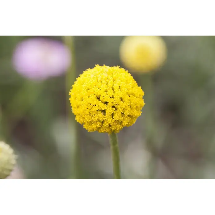 Piardino Trommelstöckchen - Craspedia globosa, Topfvolumen: 13 l - Leuchtend gelbe, kugelförmige Blume, texturiert mit kleinen Blütenständen.