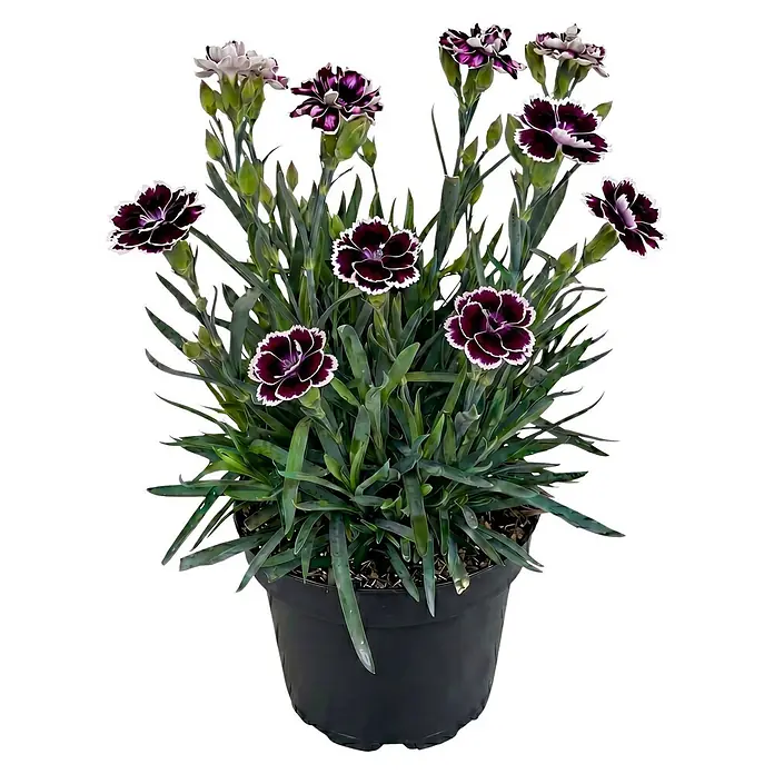 Piardino Gartennelke - Dianthus caryophyllus Diaz, Topfgröße: 19 cm, Violett - Topfpflanze mit leuchtend violett-weißen Dianthusblüten und grünen Blättern in einem schwarzen Topf.