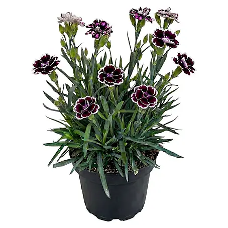 Piardino  Gartennelke