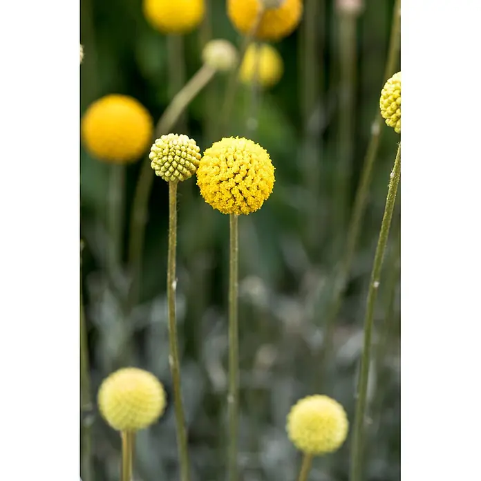 Piardino Trommelstöckchen - Craspedia globosa, Topfvolumen: 13 l - Nahaufnahme von leuchtend gelben, kugelförmigen Blüten, teils voll erblüht und texturiert, teils als Knospen.