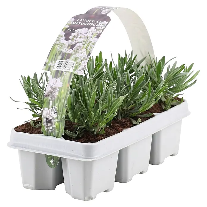 Piardino Lavendel - Lavandula angustifolia, Topfgröße: 9 cm, Weiß - Lavendelpflanzen im weißen Mehrfachpflanztopf mit Pflanzenetikett.