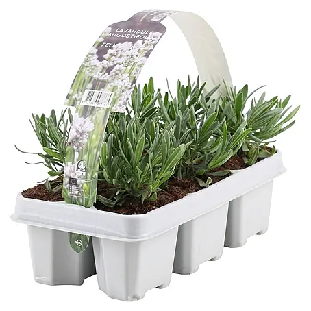 Piardino  Lavendel