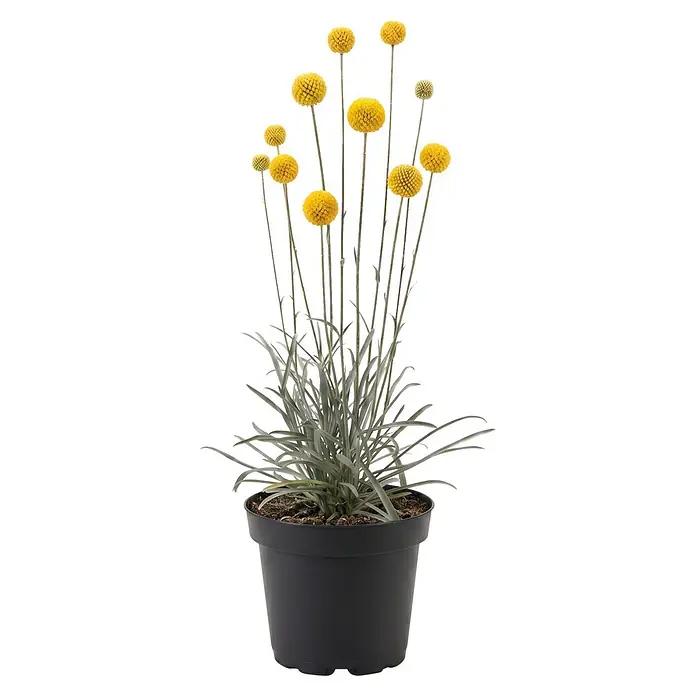 Piardino Trommelstöckchen - Craspedia globosa, Topfvolumen: 13 l - Topfpflanze mit silbrig-grünen Blättern und mehreren hohen Stielen mit leuchtend gelben, kugelförmigen Blüten.