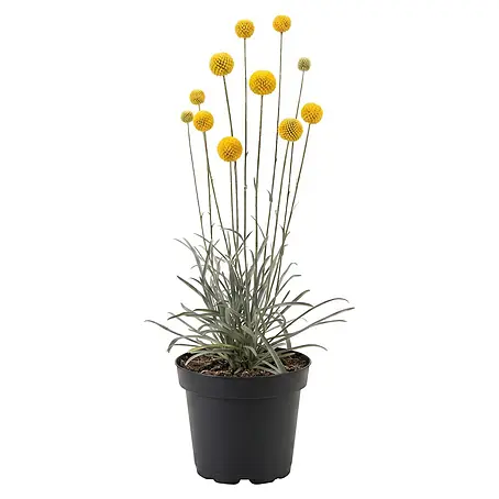 Piardino  Trommelstöckchen