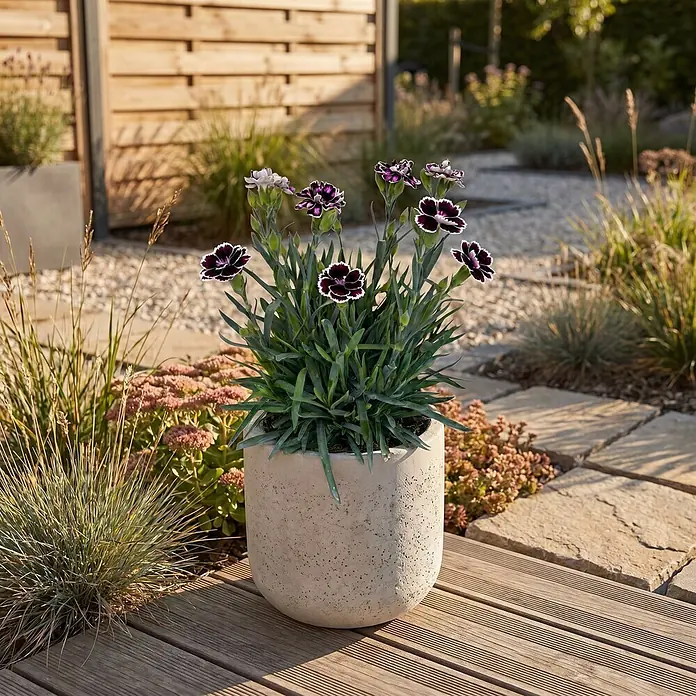 Piardino Gartennelke - Dianthus caryophyllus Diaz, Topfgröße: 19 cm, Violett - Dunkelviolett-weiße Dianthus-Pflanze in einem hellgrauen Topf auf einer Holzterrasse im sonnigen Garten.