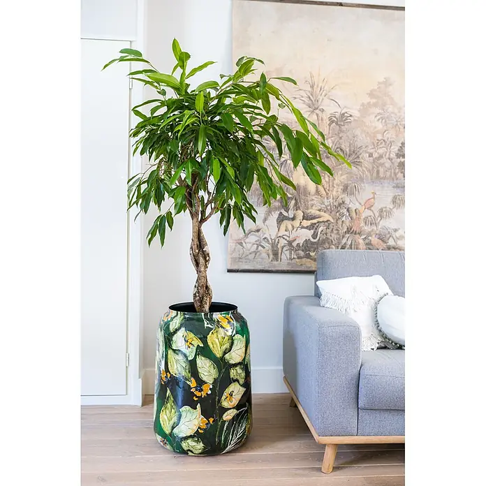 Ter Steege Übertopf rund Bee - Ø x H: 30 x 28 cm, Metall, Grün - Großer Ficus-Baum mit geflochtenem Stamm in einem dunkelgrünen Pflanzgefäß mit hellgrünen Blättern und orangefarbenen Schmetterlingen, neben einem grauen Sofa.
