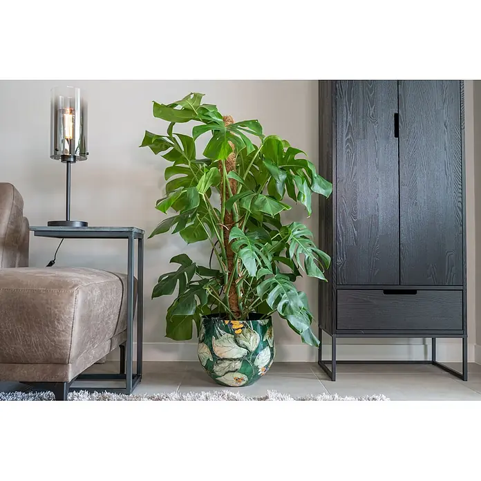 Ter Steege Übertopf rund Bee - Ø x H: 30 x 28 cm, Metall, Grün - Große grüne Monstera-Pflanze in einem Ziertopf mit grünen Blättern und gelben Blüten, in einem modernen Wohnzimmer.