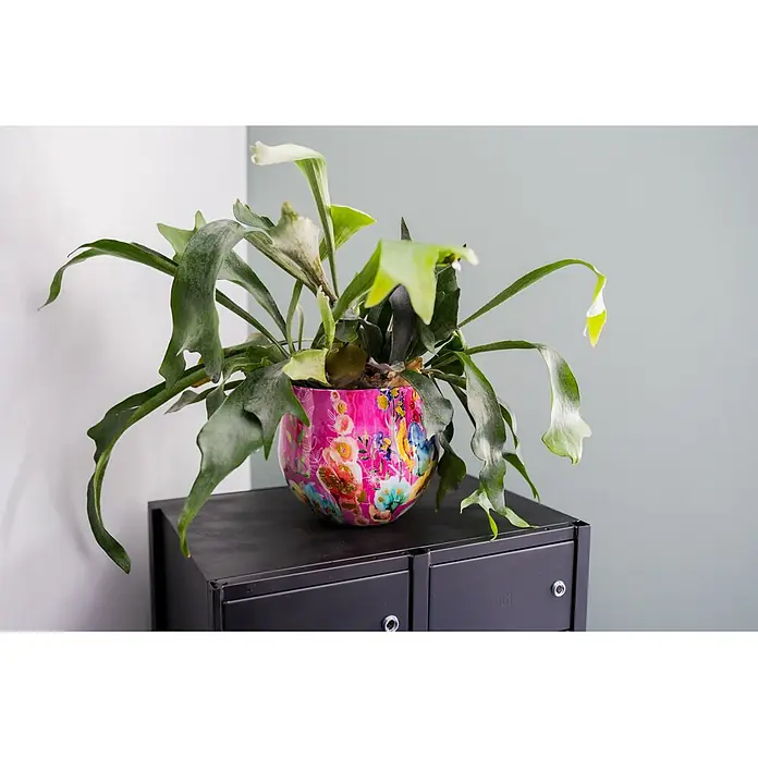 Ter Steege Übertopf rund Fiesta Fuchsie - Ø x H: 24 x 21 cm, Metall, Rosa/Pink - Ein Geweihfarn in einem leuchtend pinkfarbenen Topf mit Blumenmuster steht auf einem dunklen Schrank.