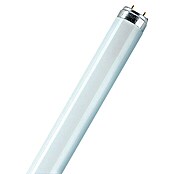 Osram Tubo fluorescente Interna (T8, Blanco cálido, 36 W, Largo: 120 cm, Clase de eficiencia energética: A)