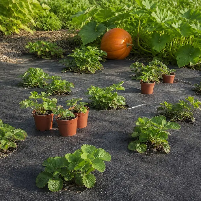 Aquagart Bodenschutzvlies 96m 100 1m schwarz Bodengewebe Unkrautfolie -  - Schwarzes Bodengewebe in einem Garten mit Erdbeerpflanzen und einem Kürbis.