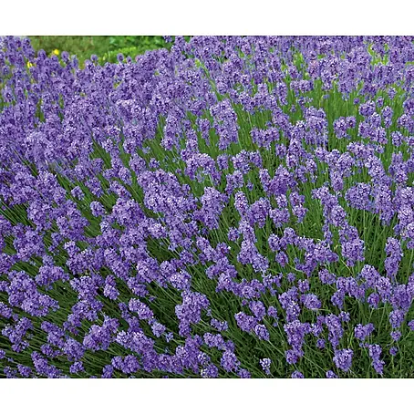 Lavendel