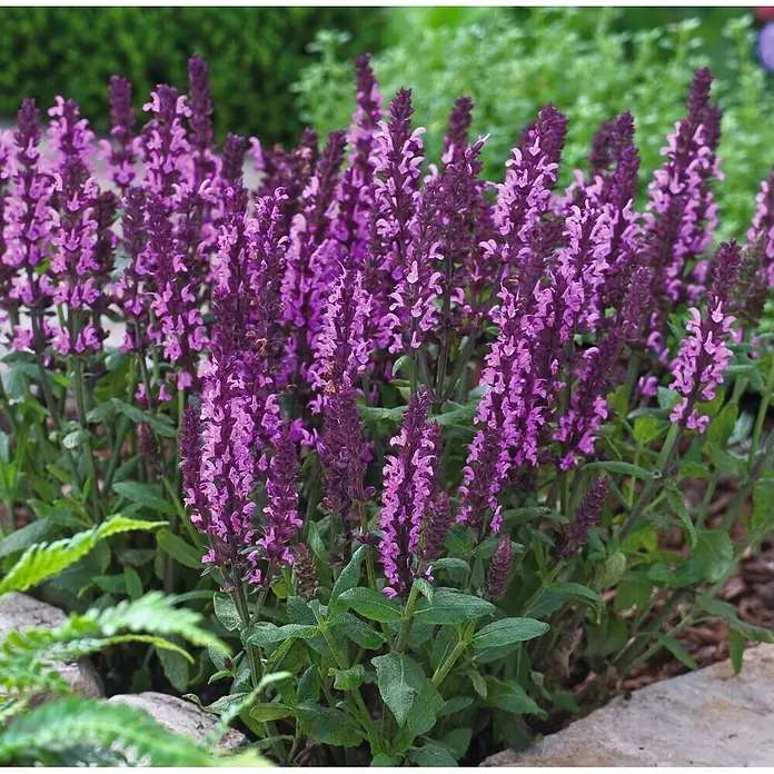 Stauden-Set Rosentraum - 3 -tlg., Rosa 'Bonica 82'® & Salvia nemorosa 'Edula Rose', Rosa - Dichte Büschel lebendiger violetter Blumen mit grünem Laub, die in einem Gartenbeet mit Steinen blühen.