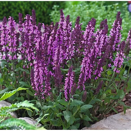 Garten-Blüten-Salbei