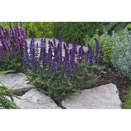 Garten-Blüten-Salbei