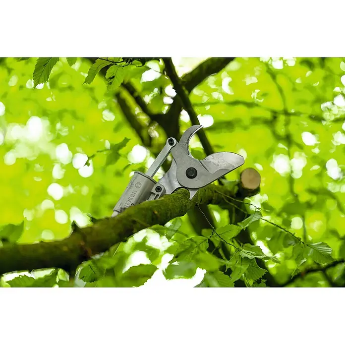 Bosch Professional Teleskop-Astschere GGP18V-45EP - Max. Aststärke: 45 mm - Metallische Bosch Astschere auf einem Ast positioniert, bereit zum Schneiden.