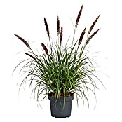 Ziergras (Pennisetum alopecuroides 'Black Beauty', Topfgröße: 19 cm) | BAUHAUS