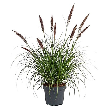 Ziergras (Pennisetum alopecuroides 'Black Beauty', Topfgröße: 19 cm)